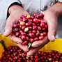 Arabica Và Robusta